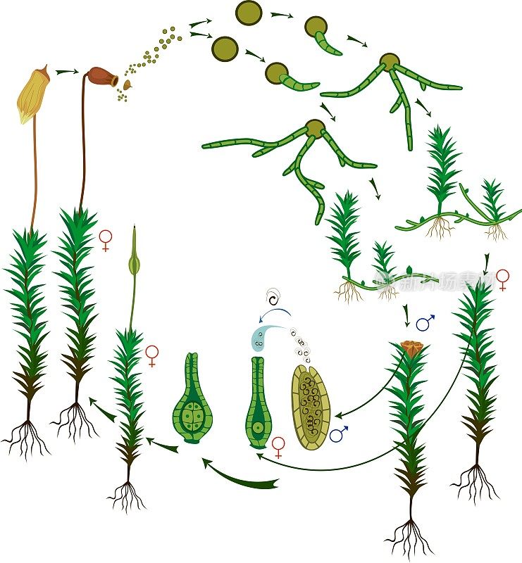 苔藓生命周期。孤立于白色背景上的普通毛帽藓(Polytrichum commune)生活史图